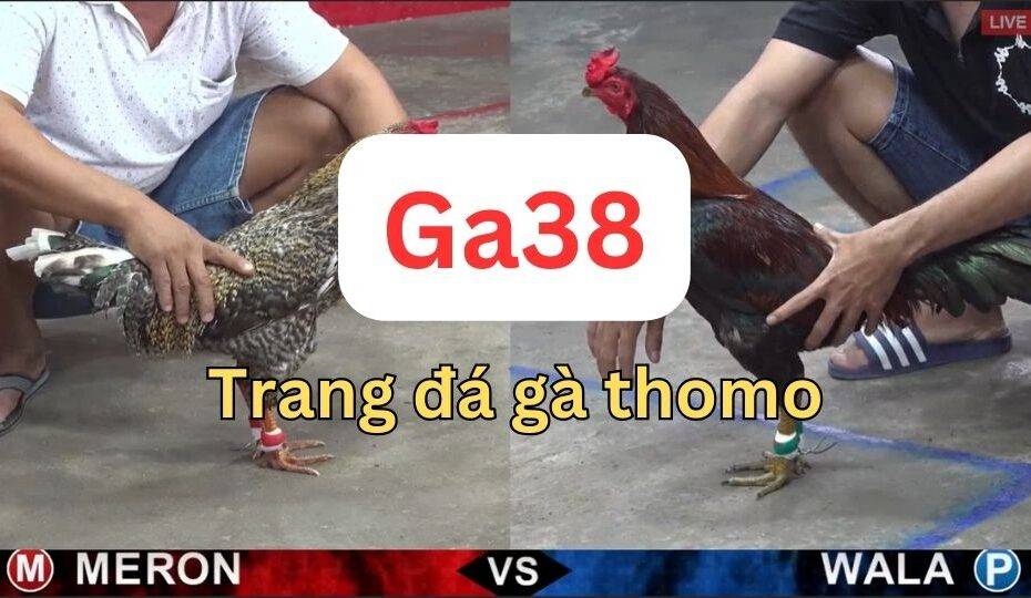 Ga38 trang đá gà thomo uy tín an toàn bảo mật