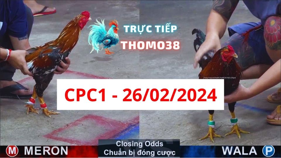 Đá gà thomo CPC1 26-02-2024