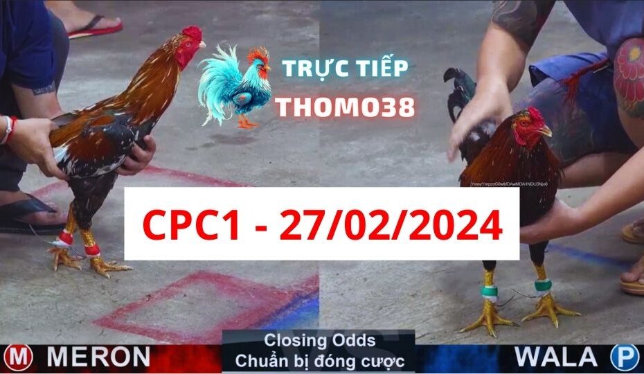 Đá gà thomo CPC3 27-02-2024