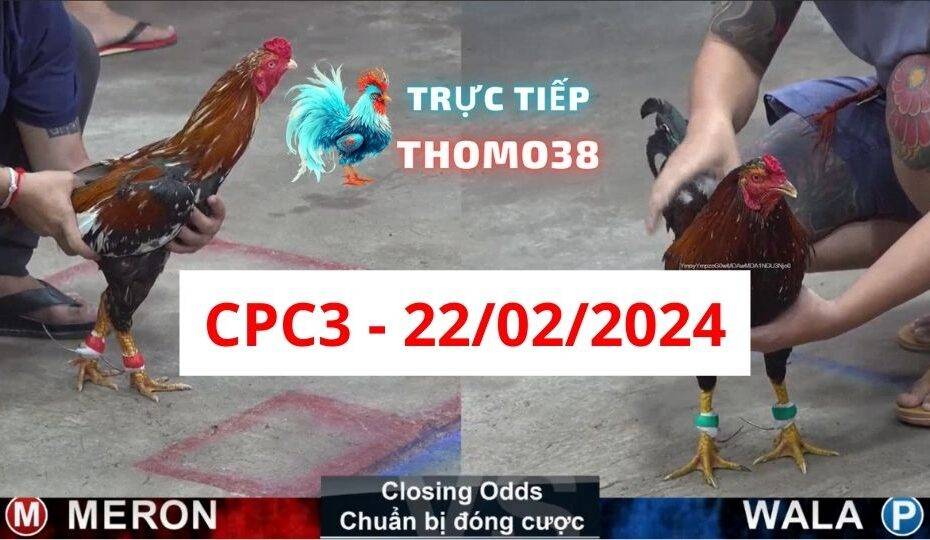 Đá gà thomo CPC3 22-02-2024