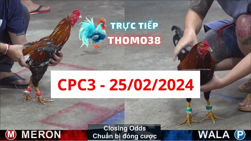 Đá gà thomo CPC3 25-02-2024