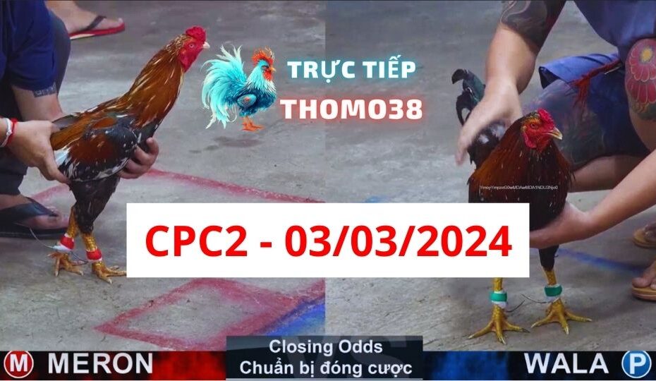 Đá gà thomo CPC2 03-03-2024