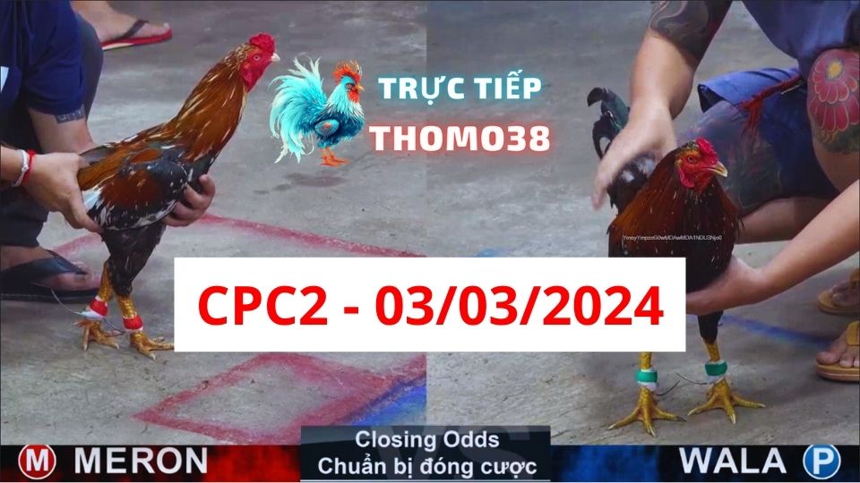 Đá gà thomo CPC2 03-03-2024