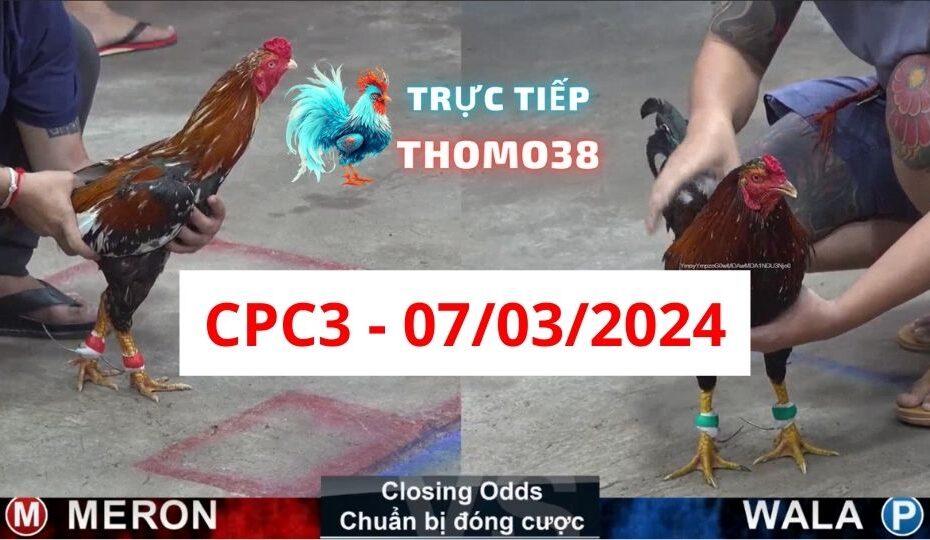 Đá gà thomo CPC3 07-02-2024